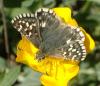 Pyrgus malvoides
